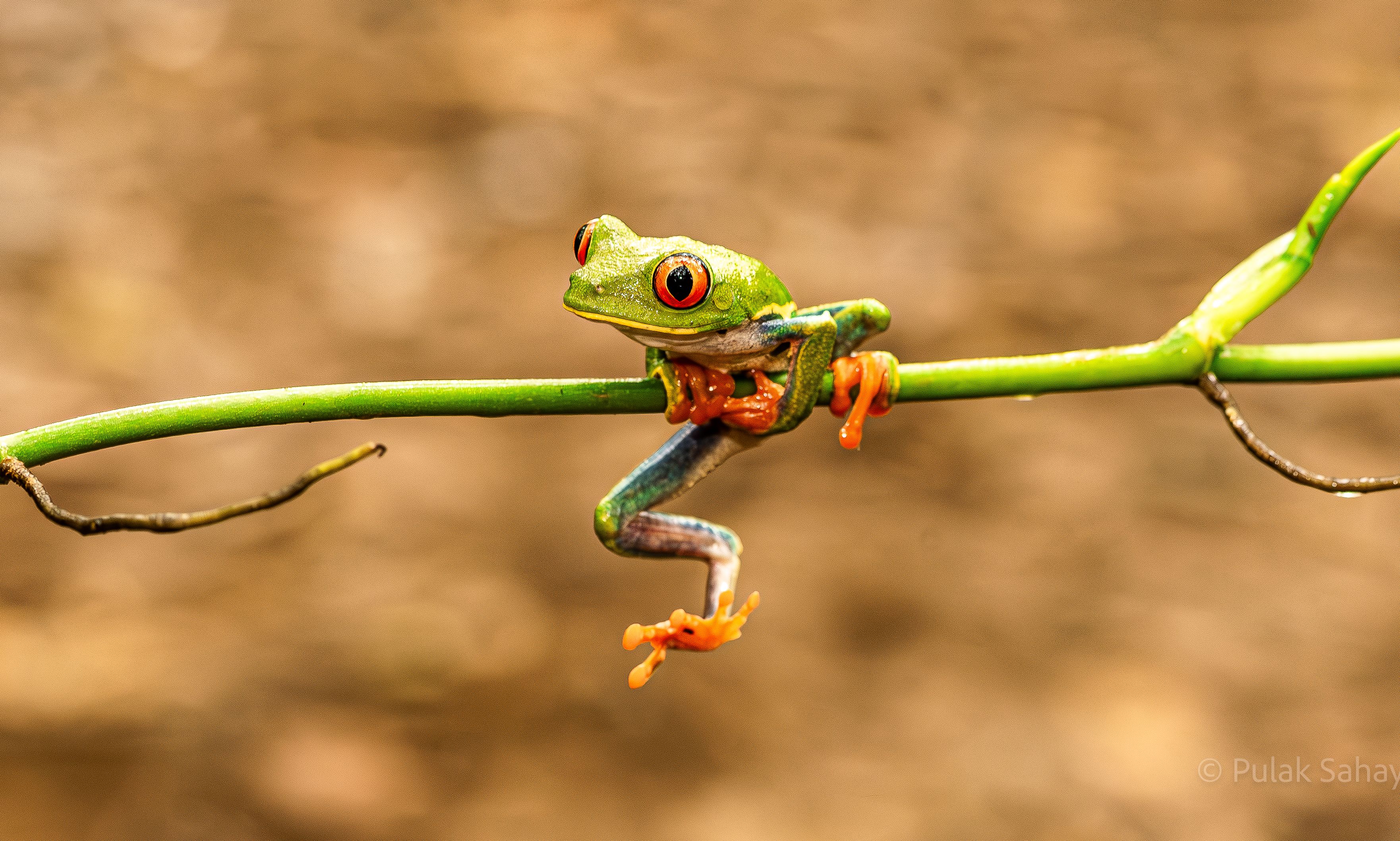 Frog doing acrobatics